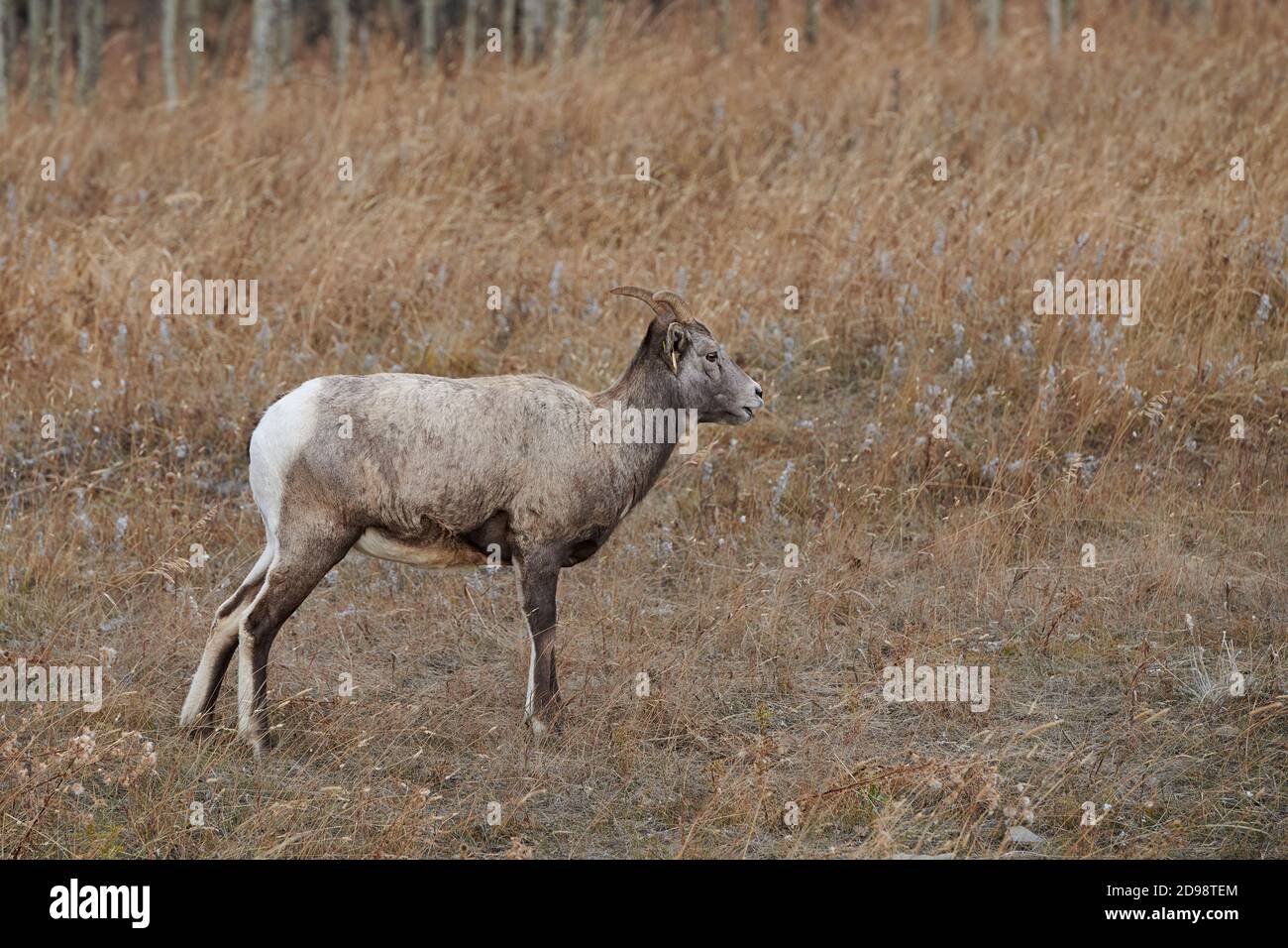 Pecore Bighorn (Ovis canadensis), Sheep River Provincial Park, Kananaskis Country, Alberta, Canada Foto Stock