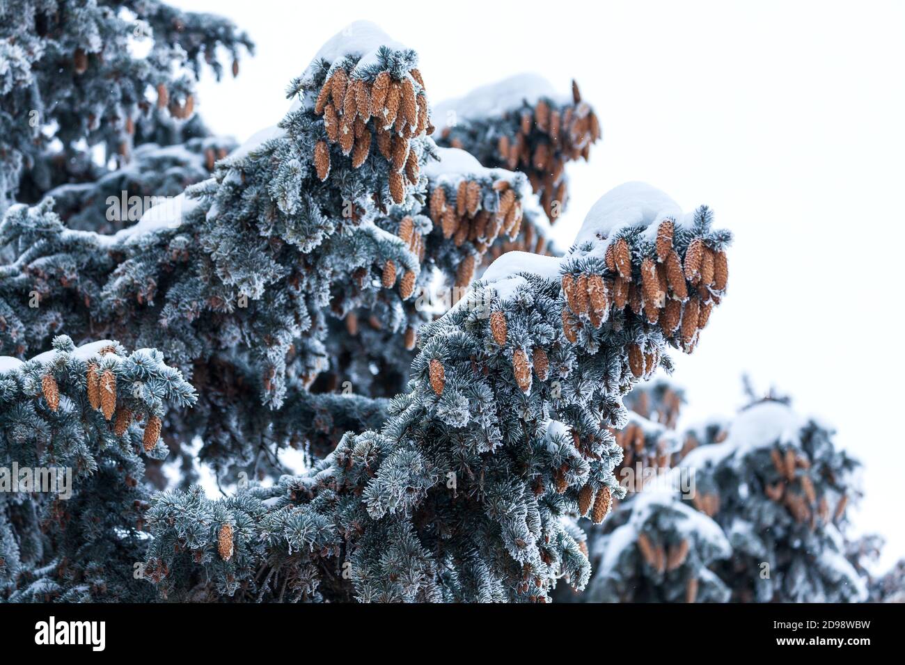 Rami di abete verde con coni marroni sotto lo strato spesso di neve Foto Stock