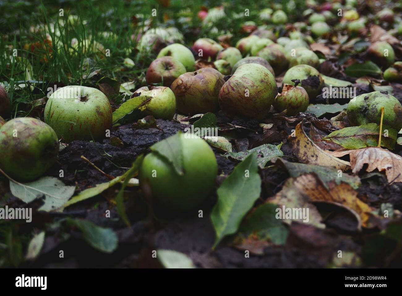 Mele selvatiche in crescita caduto a terra con foglie d'autunno in boschi locali. Trovato mentre foraging per il cibo a Cambridgeshire, Londra. Foto Stock