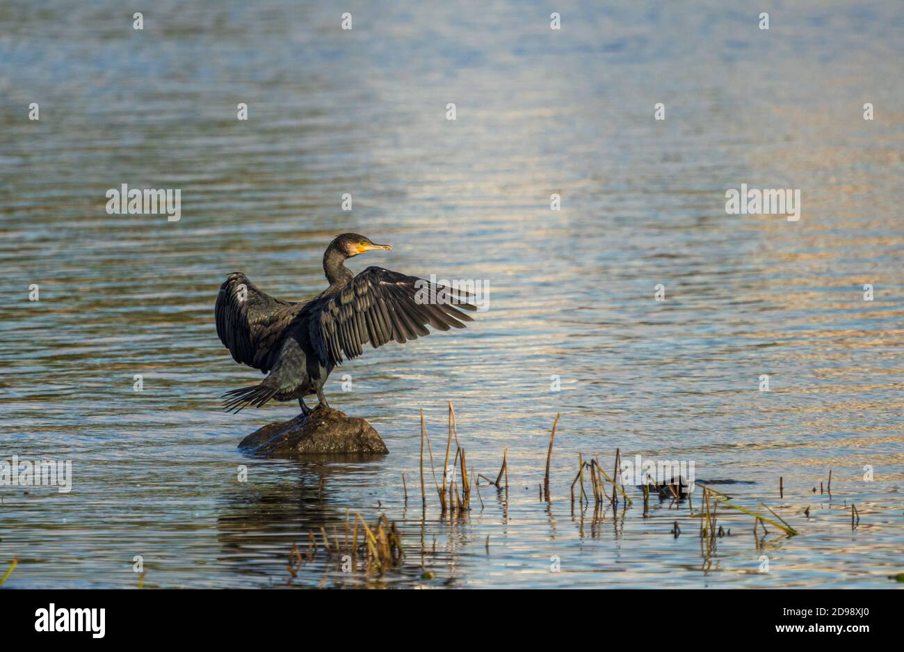 Il cormorano a doppia cresta asciuga le sue piume. Foto Stock
