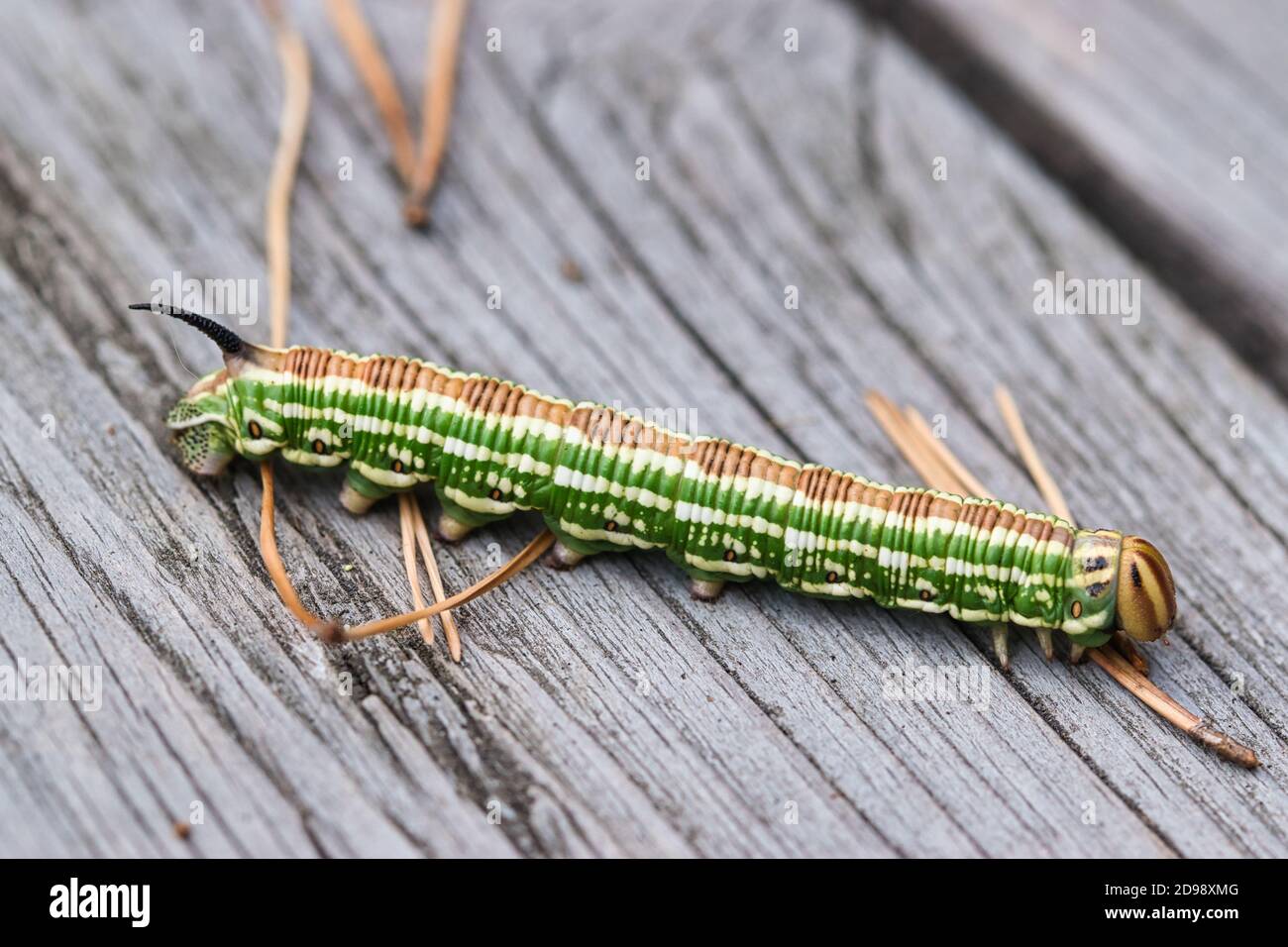 Falco di pino macroma di caterpillar su una superficie di legno Foto Stock