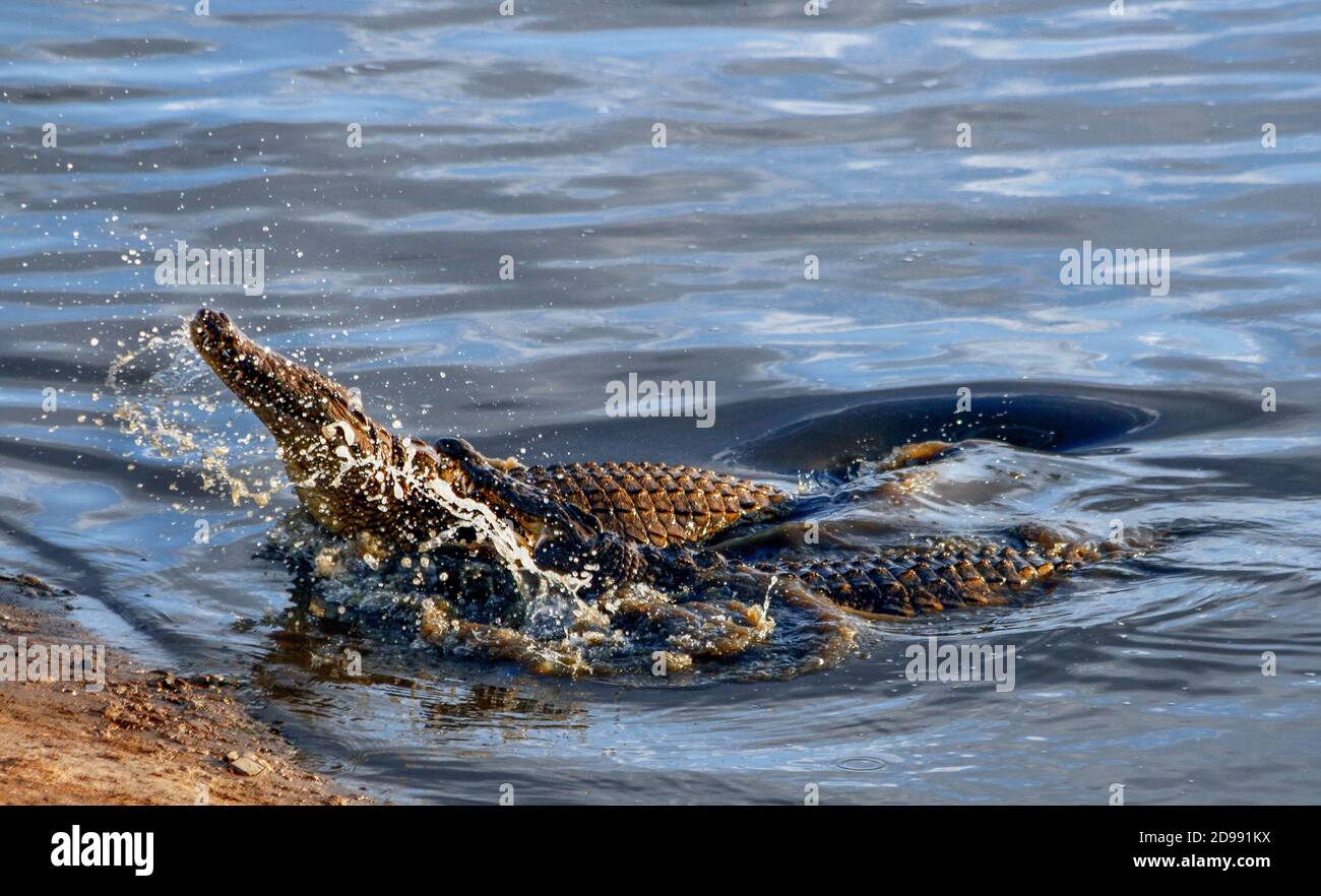 Il coccodrillo del Nilo (Crocodylus niloticus) è un grande coccodrillo originario degli habitat di acqua dolce in Africa, dove è presente in 26 paesi. È ampiamente distribuito in tutta l’Africa sub-sahariana, che si trova soprattutto nelle regioni centrali, orientali e meridionali del continente, e vive in diversi tipi di ambienti acquatici come laghi, fiumi, paludi e paludi. Zimbabwe. Foto Stock