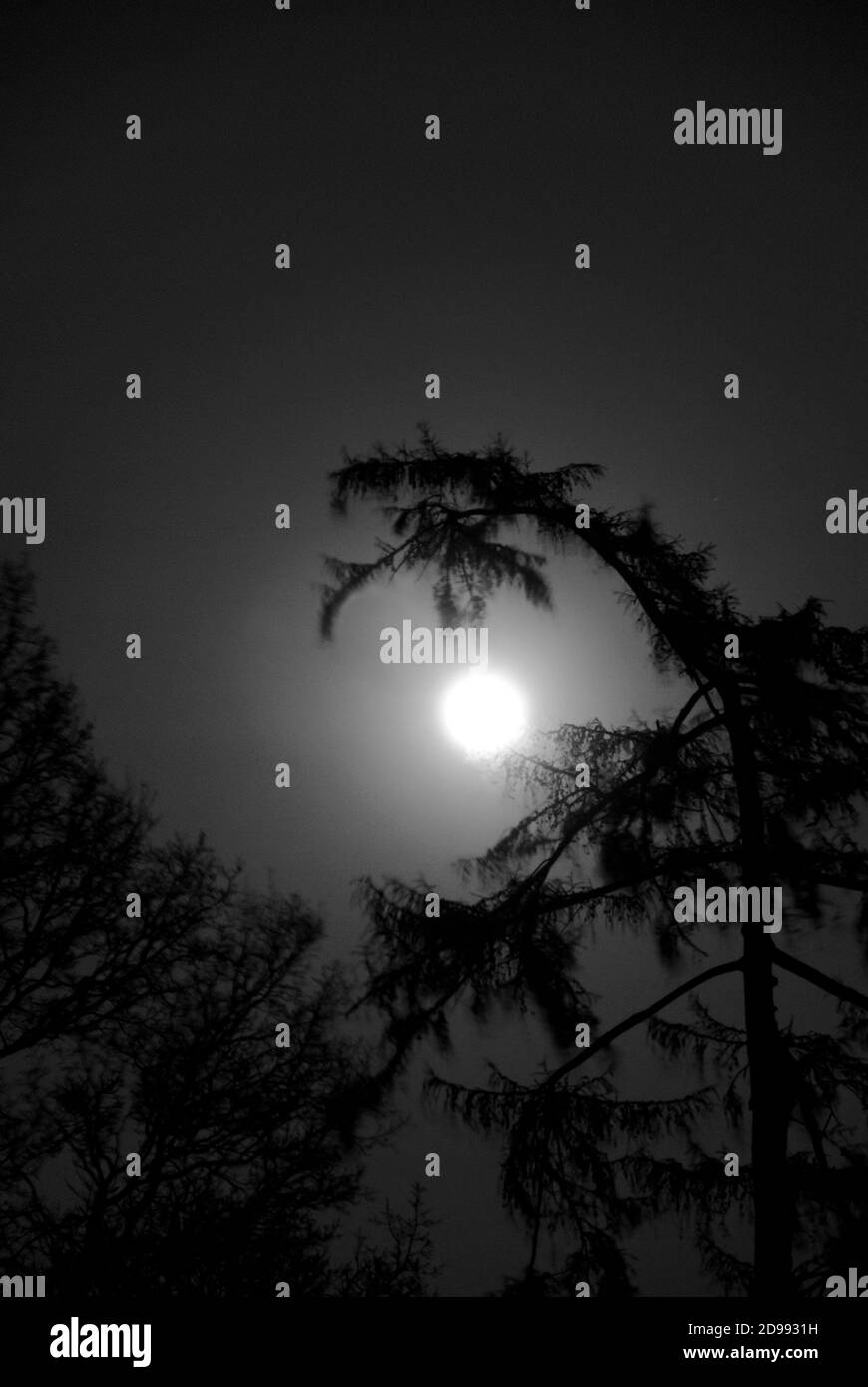 Luna piena con alberi che si piegano sopra e intorno. Foto Stock
