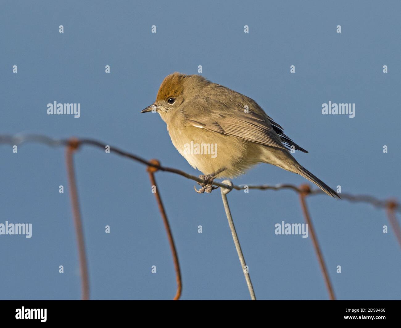 Femmina o immaturo berretto eurasiatico (Sylvia atricapilla) arroccato su recinzione, Whalsay, Shetland, Scozia Foto Stock