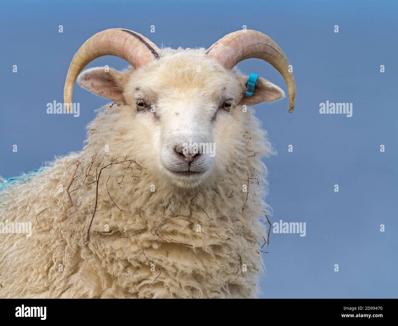 Capo di una pecora Shetland con corna, Bressay, Shetland Foto Stock