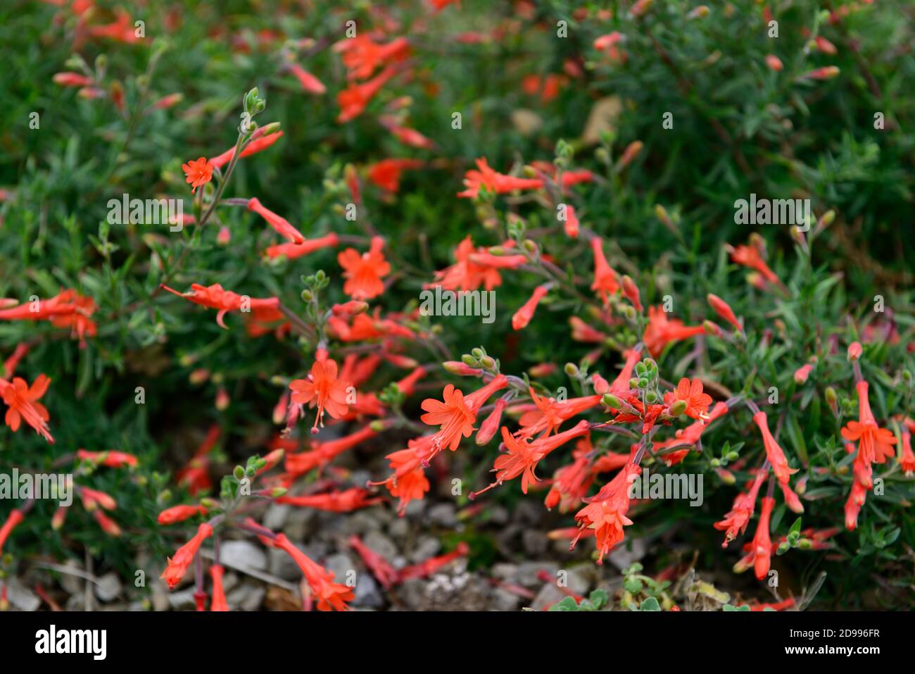 Zauschneria californica Dublin,California fuchsia Dublin,Zauschneria californica Glasnevin,fiori tubolari stretti rosso-brillante,fiore,fioritura,RM flora Foto Stock