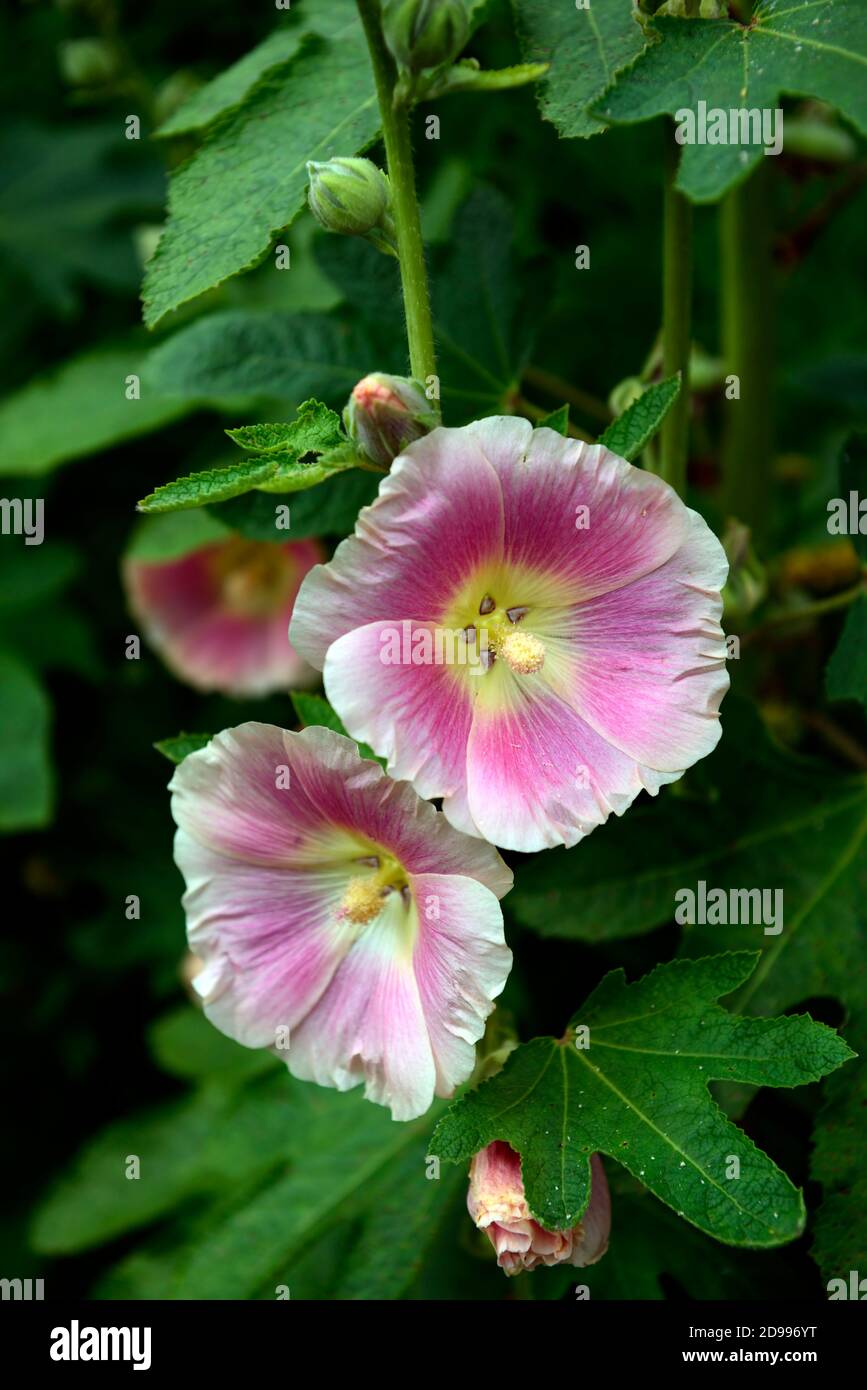Alcea rosea, hollyhock, fiore bianco rosa, fiori bianchi rosa, fiore, fiori, fioritura, giardino cottage, perenne, RM Floral Foto Stock