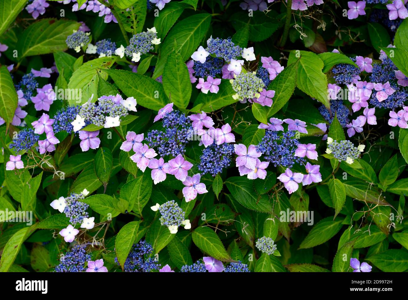 Hydrangea macrophylla,lacecap hydrangea,blu,fiore,fiori,l'infiorescenza,bianco,viola,ortensie,RM Floral Foto Stock