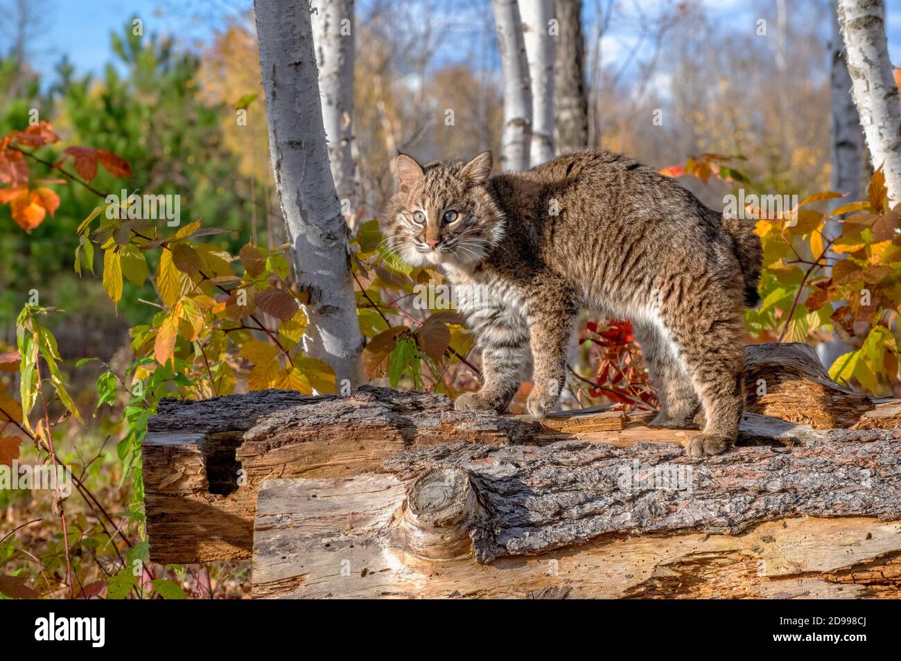 Bobcat Kitten nella Foresta di Birch in autunno Foto Stock