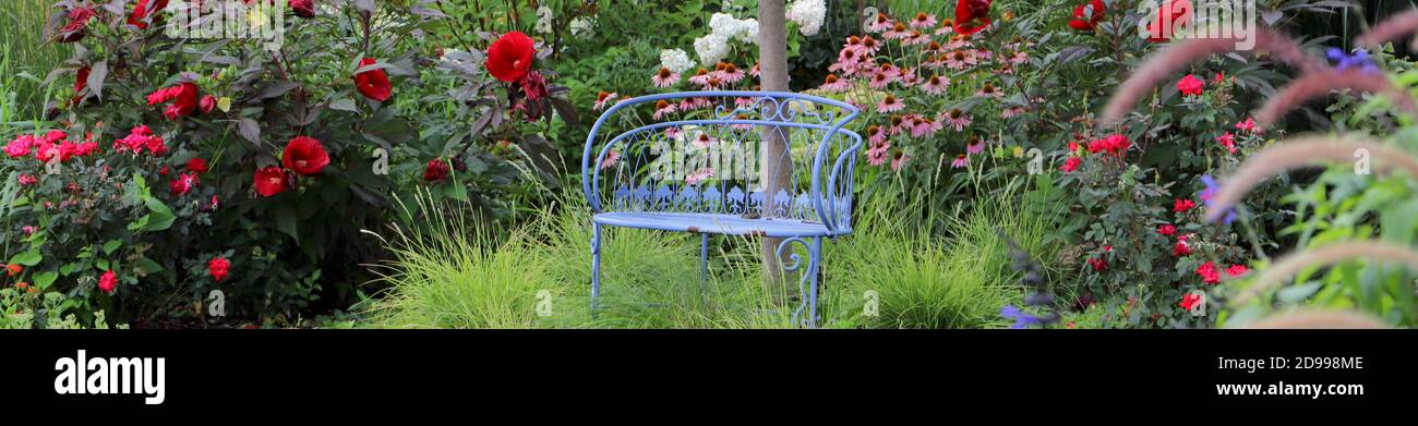 Una panchina blu d'epoca in un incantevole paesaggio del giardino del Midwest Esplodere con rose knockout rosso ciliegia che si intrecchiano con la meraviglia di mezzanotte ibisco rosso Foto Stock