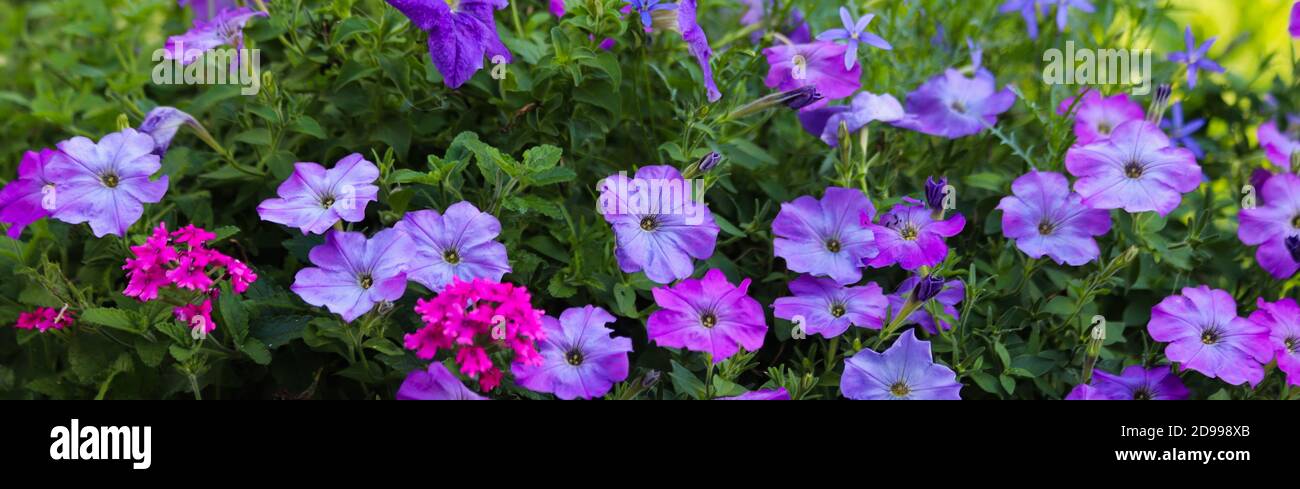 Petunie viola, lavanda e rosa interpiantate con erbe Foto Stock