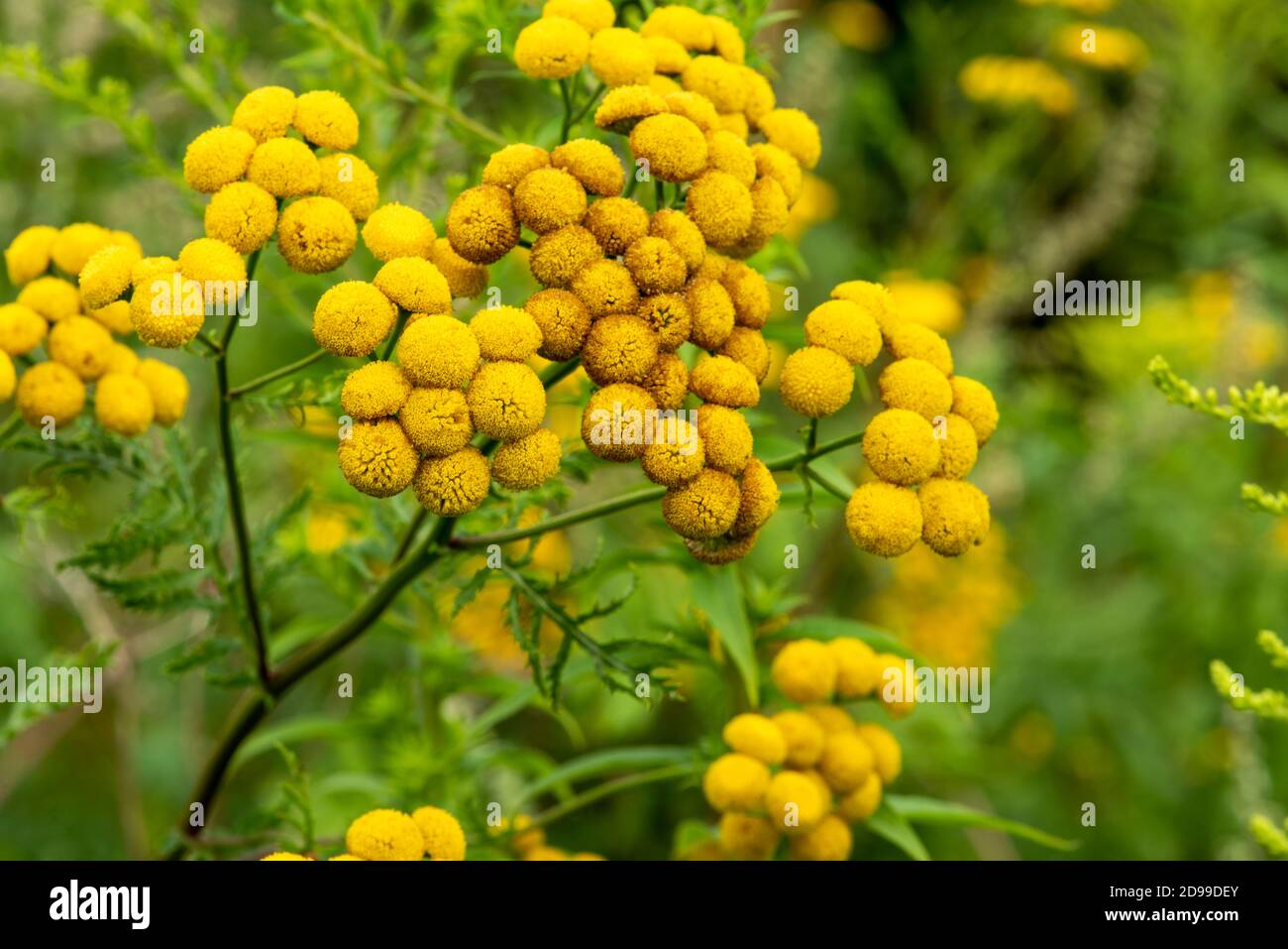 Tanacetum vulgare, giallo selvaggio prato fiore testa primo piano Foto Stock