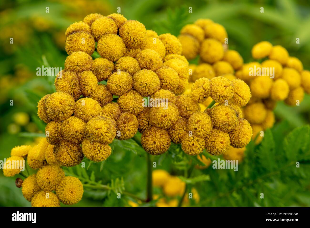 Tanacetum vulgare, giallo selvaggio prato fiore testa primo piano Foto Stock
