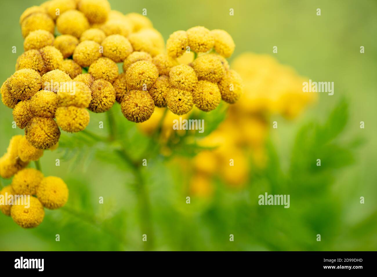 Tanacetum vulgare, giallo selvaggio prato fiore testa primo piano Foto Stock