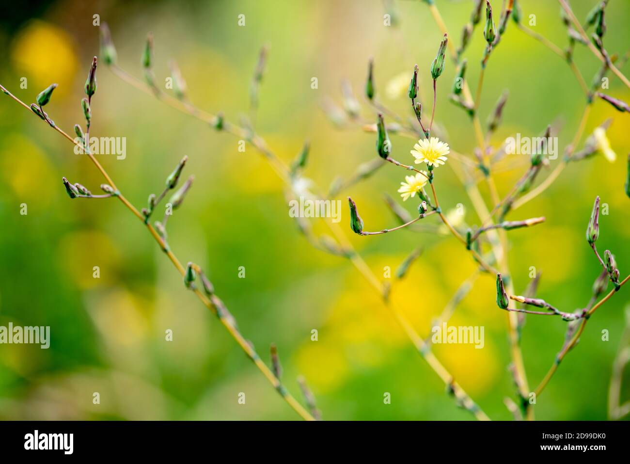 Piccolo fiore giallo fiorito con apertura bassa sul prato selvaggio Foto Stock