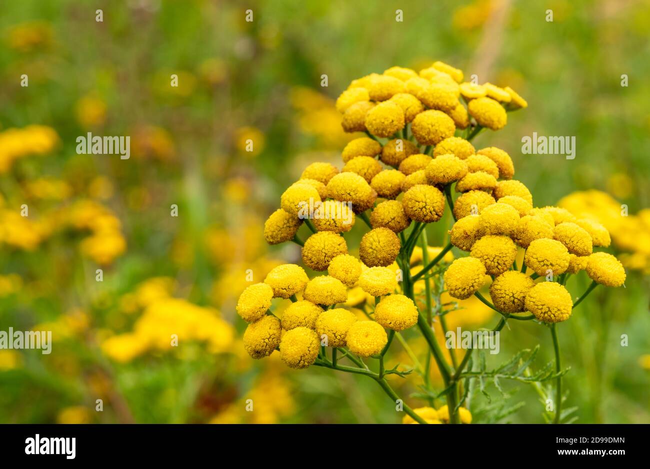 Tanacetum vulgare, giallo selvaggio prato fiore testa primo piano Foto Stock