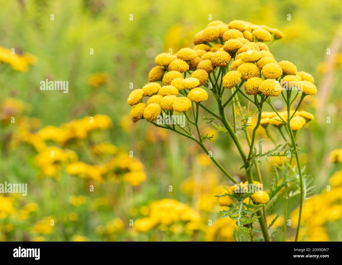 Fiori di prato giallo selvatico in estate Foto Stock