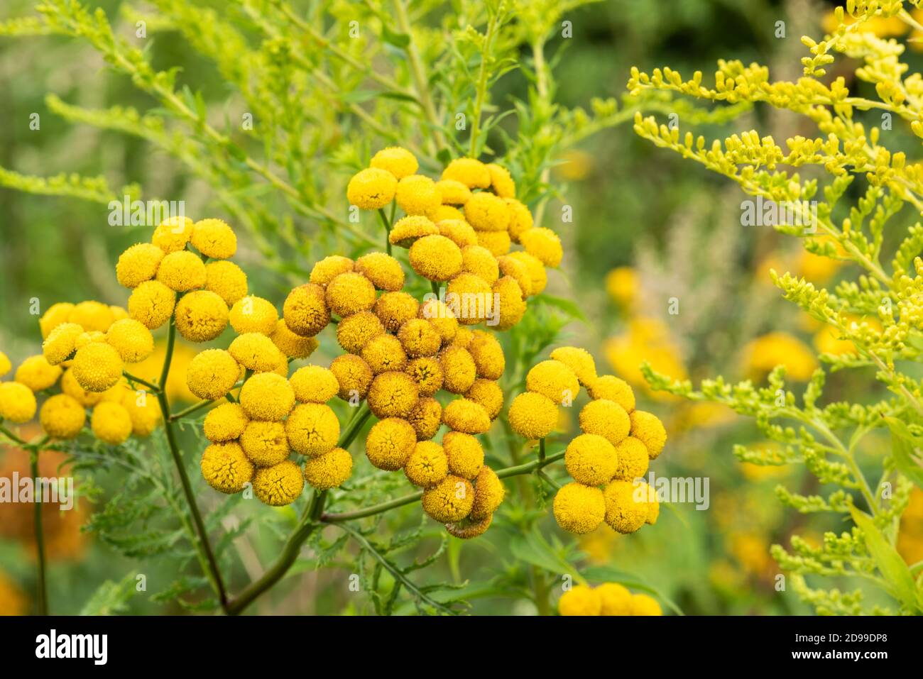 Fiori di prato giallo selvatico in estate Foto Stock