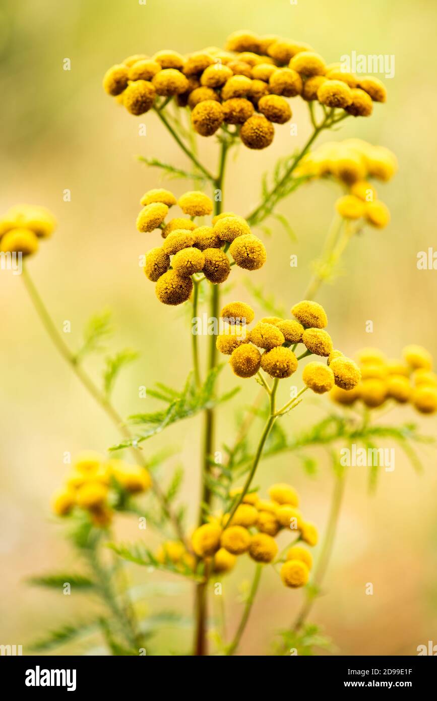 Tanacetum vulgare, giallo selvaggio prato fiore testa primo piano Foto Stock