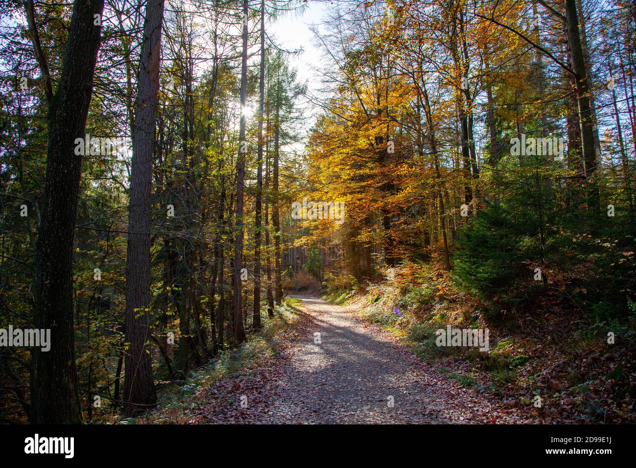 passerella in una foresta, foglie verdi, luce del sole, colori autunnali, all'aperto Foto Stock