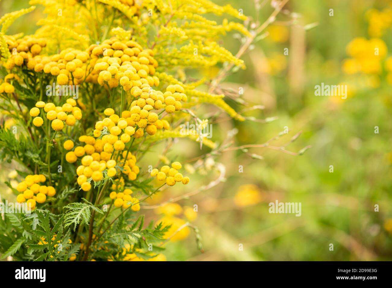 Fiori di prato giallo selvatico in estate Foto Stock