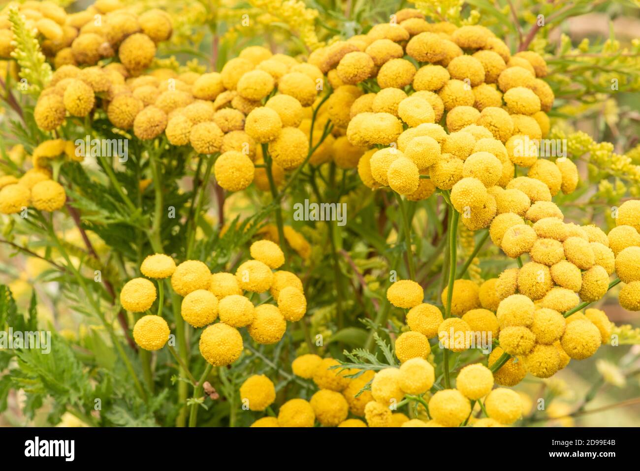 Fiori di prato giallo selvatico in estate Foto Stock