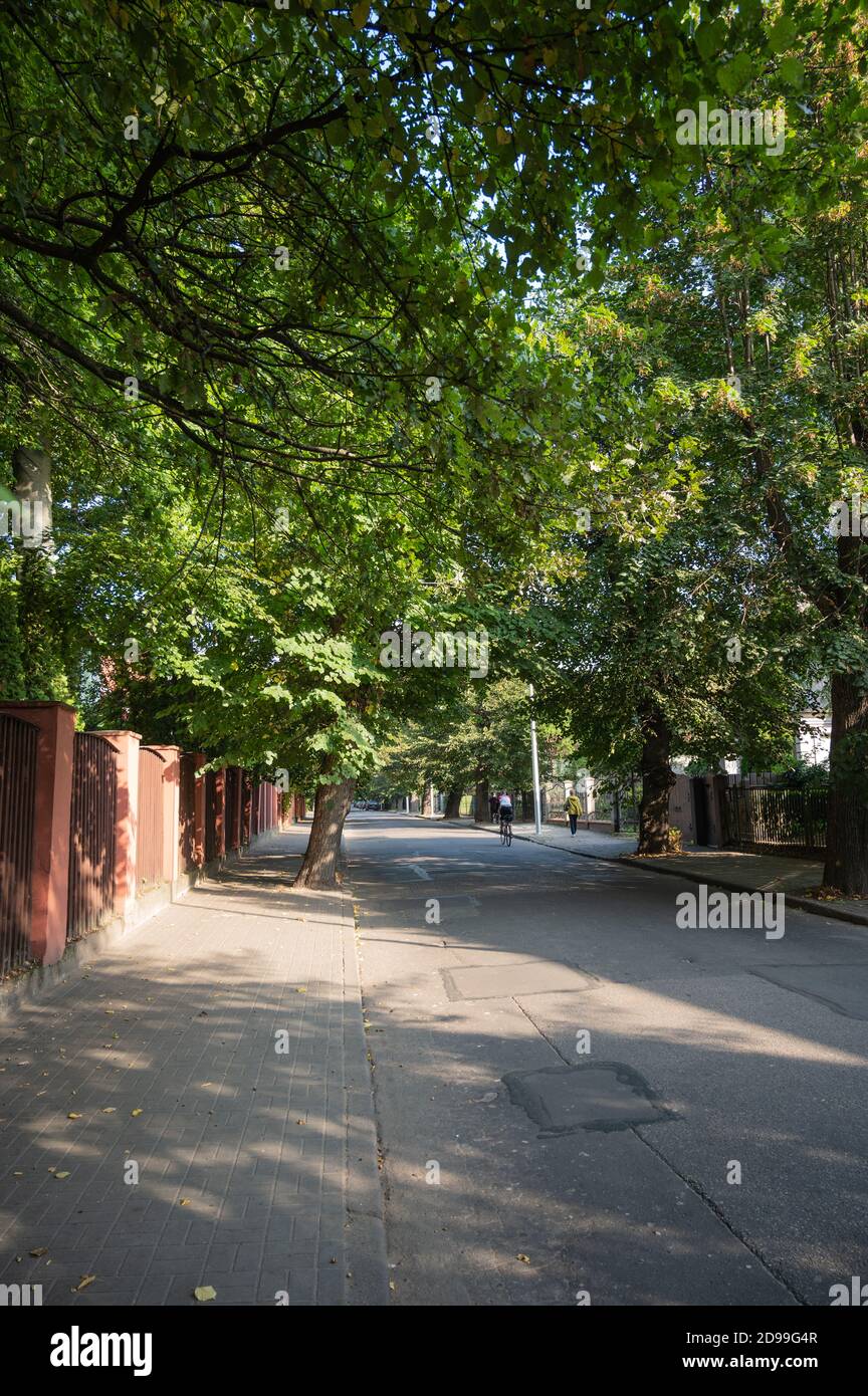 Tranquilla strada deserta con grandi corone di alberi verdi in una giornata di sole, Kaliningrad, Russia, vista verticale Foto Stock