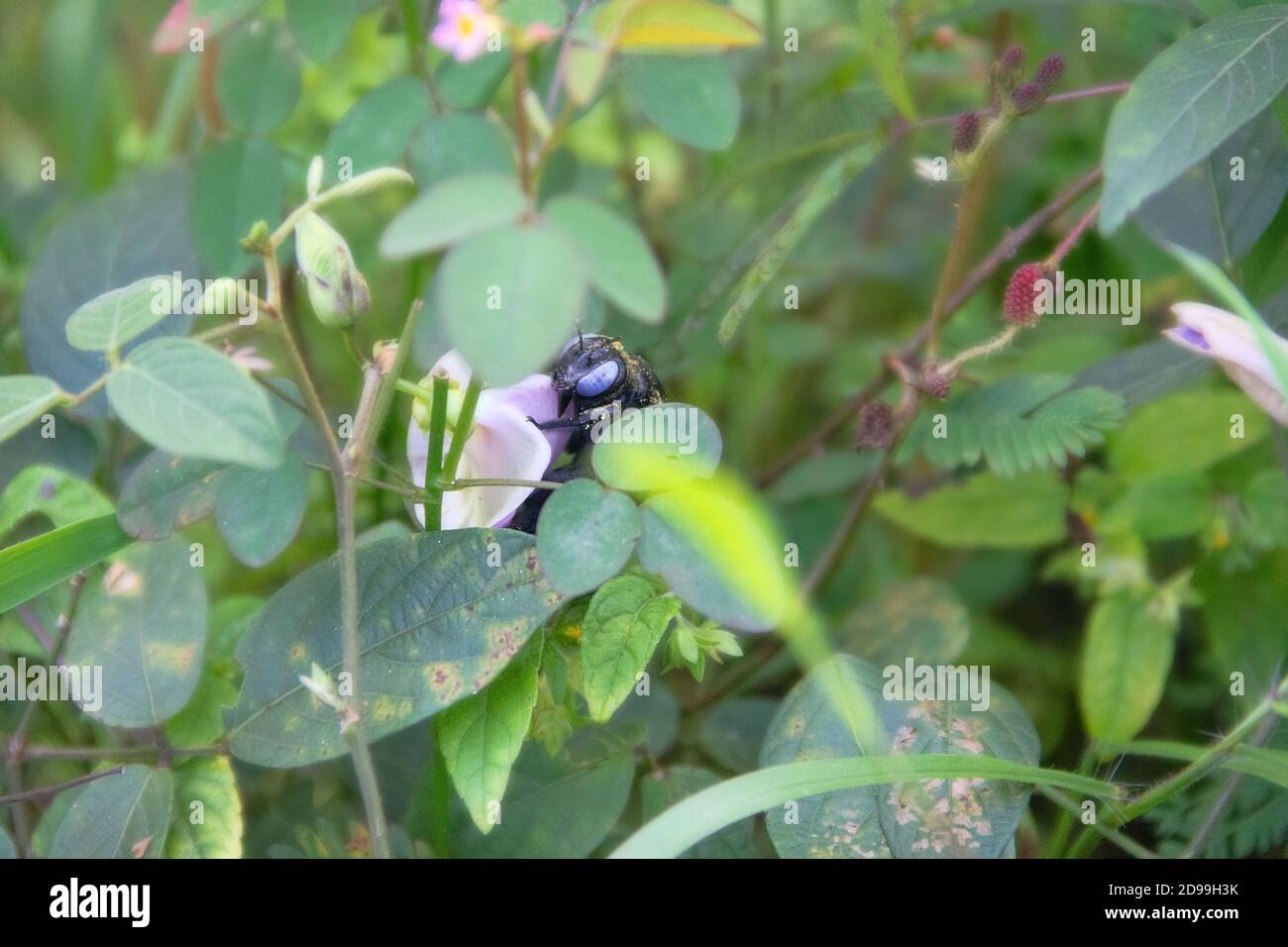 Ape selvatica, Carpenter ape (Xylocopa sp.) a fiore raccoglie nettare e fiori pollinati. Sri Lanka Foto Stock