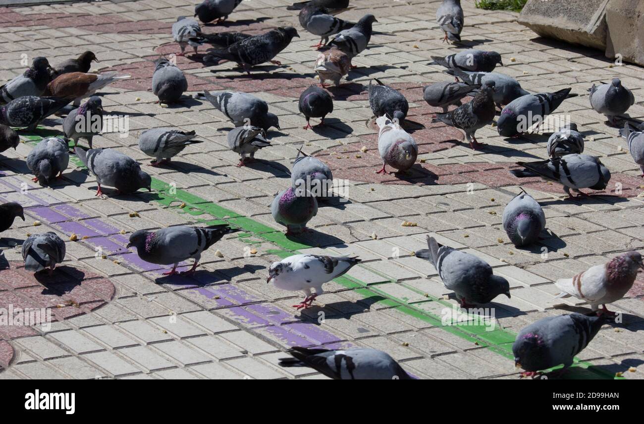 Piccioni selvatici che si nutrono in una piazza pubblica. Cartagena Spagna Foto Stock