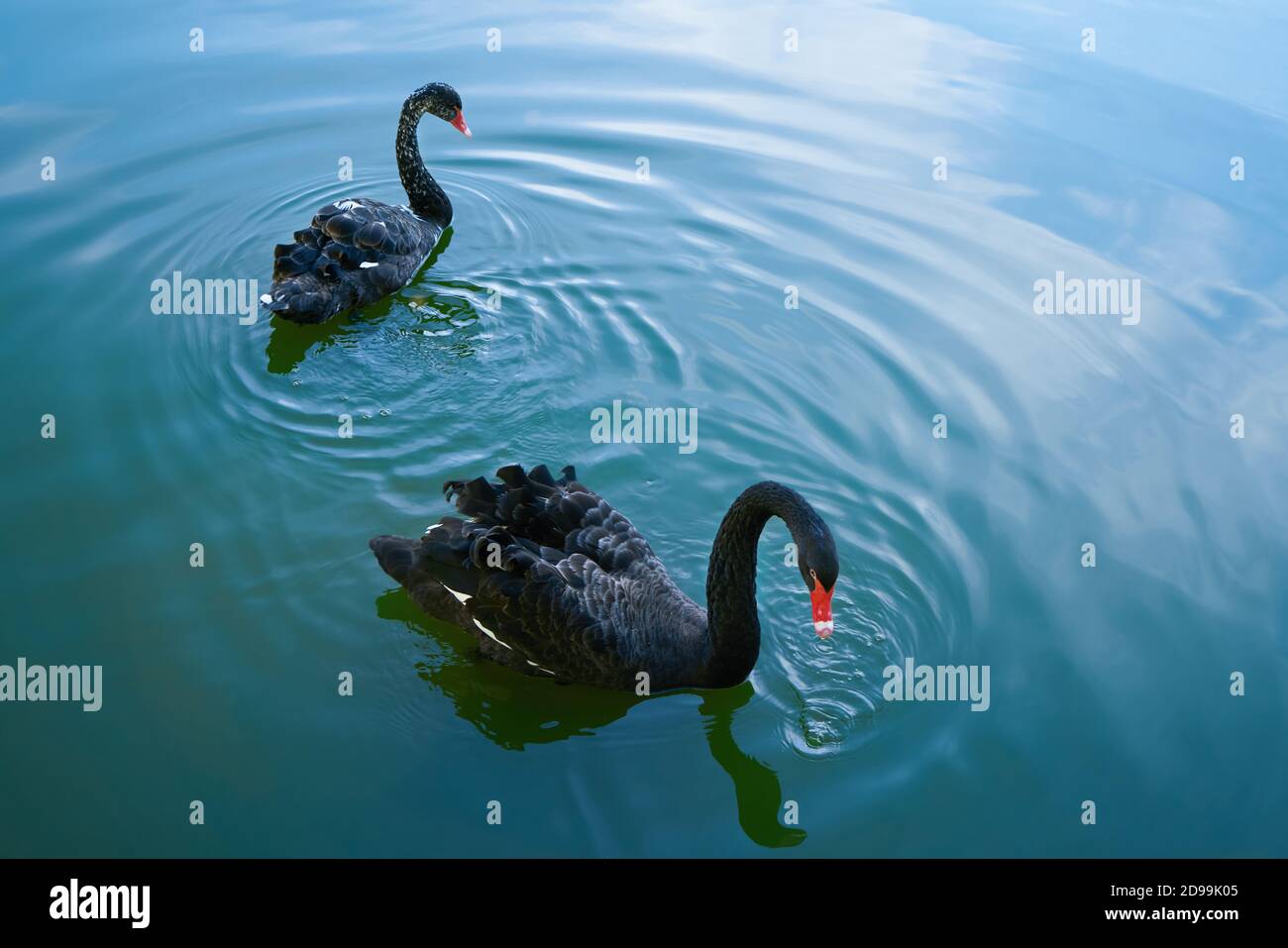 Due cigni neri galleggiano nel lago. Bella coppia di cigni neri. Foto Stock