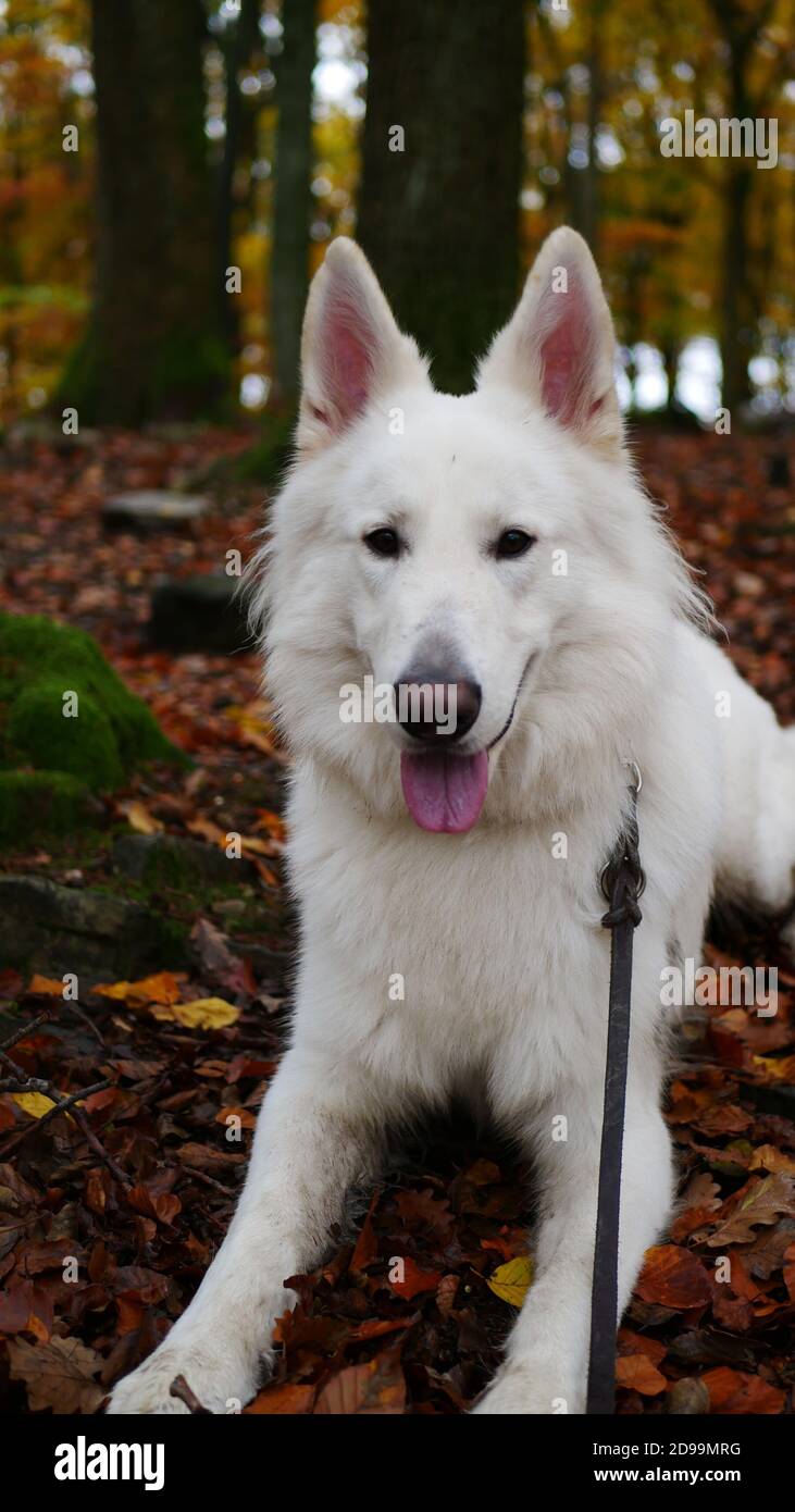 Cane pastore bianco (Berger Blanc Suisse) seduto in mezzo alla foresta in foglie d'autunno con muschio tronco e foglie colorate e alberi sullo sfondo Foto Stock