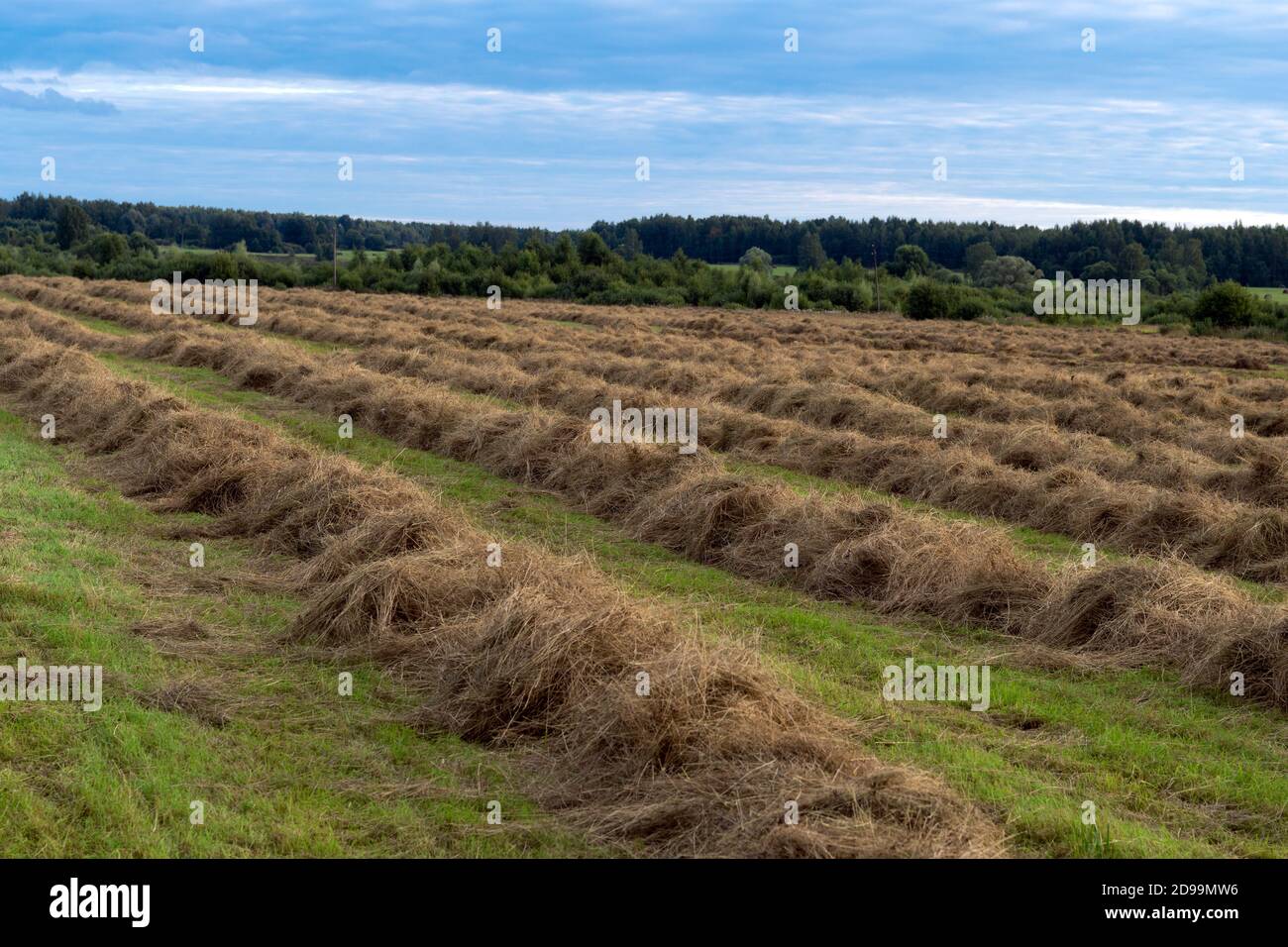 File di fieno raccolto sul campo agricolo in campagna Foto Stock