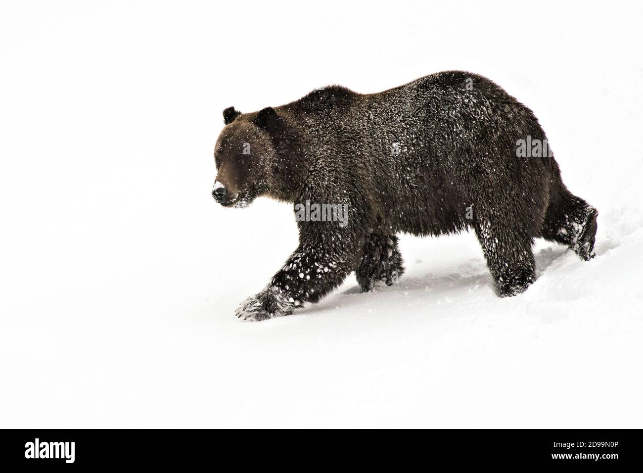 Grizzly Foto Stock