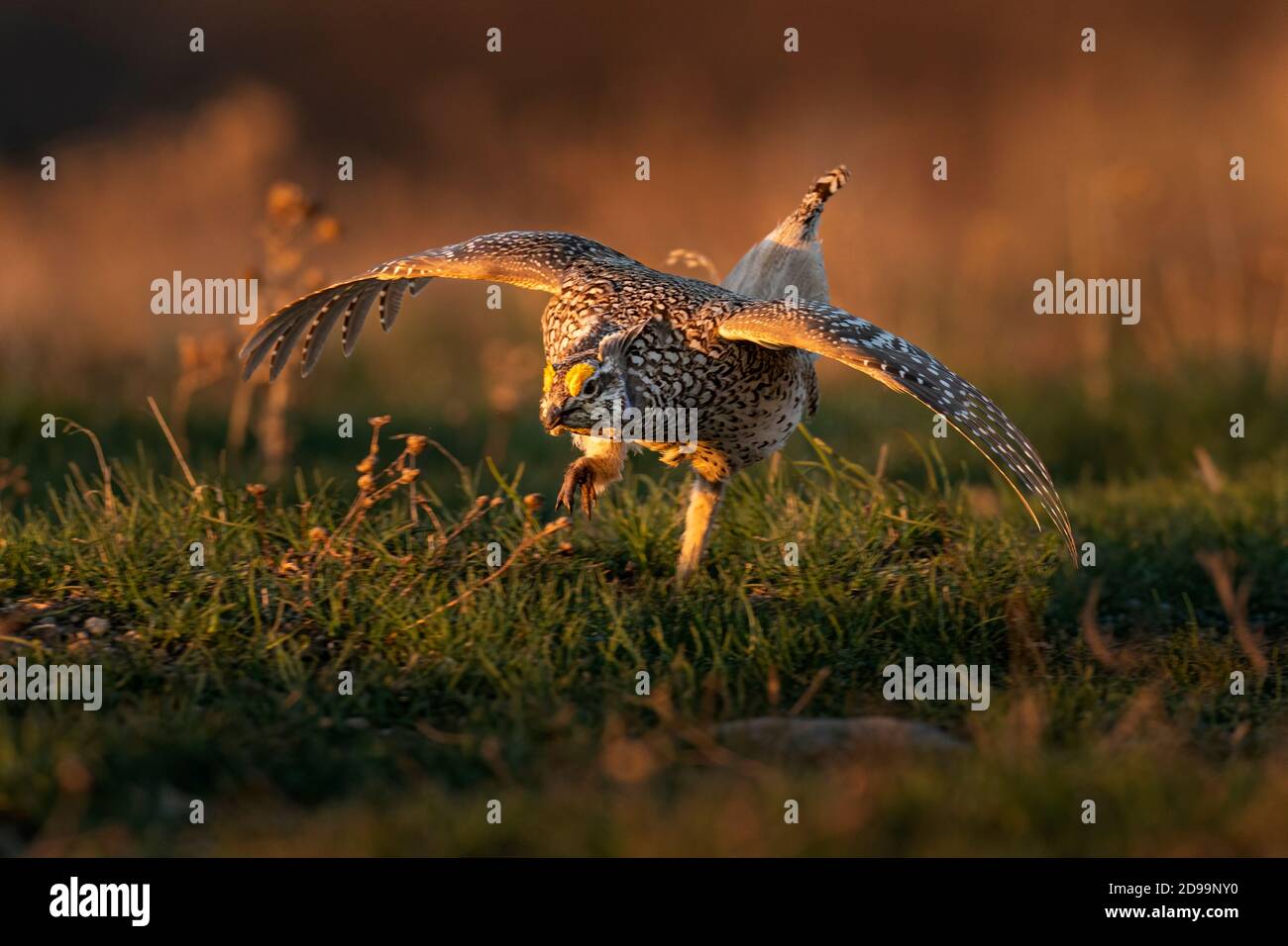 Sharp Tailed Grouse Foto Stock