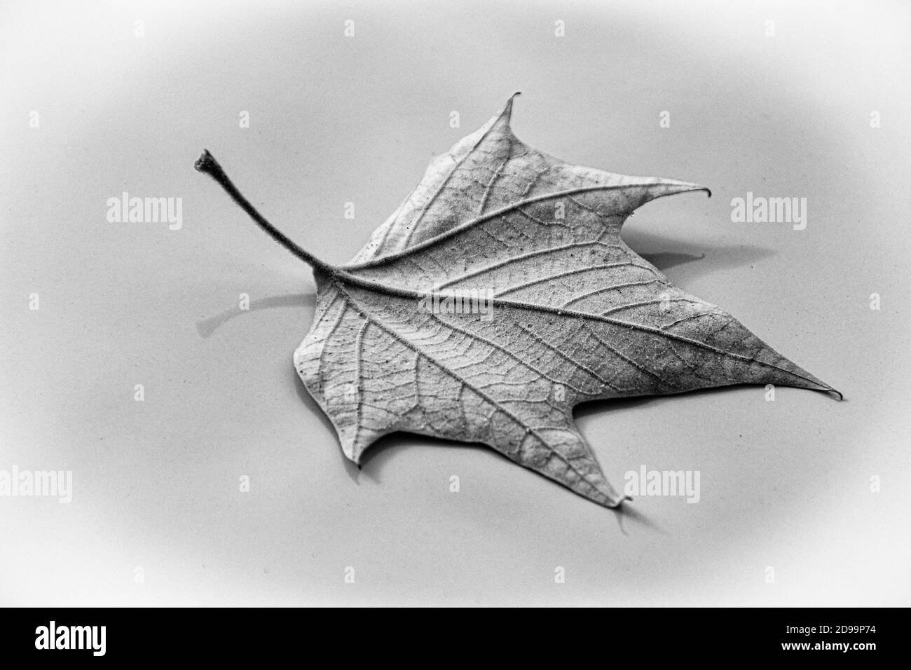 Una solitaria foglia a sei punte si stende su uno sfondo grigio-argento. Foto Stock