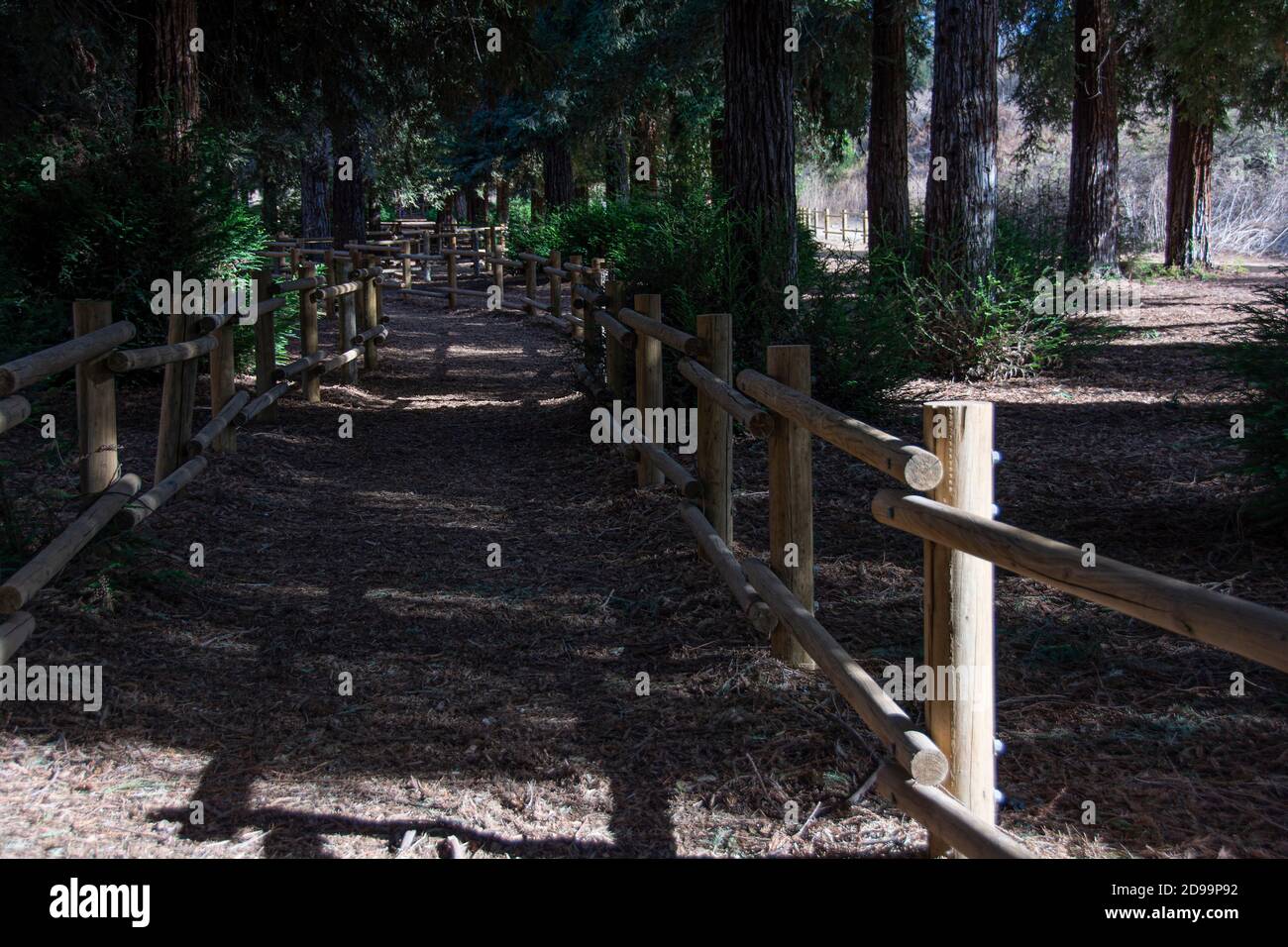 Sequoie alberi e fauna che compongono la foresta di sequoie situato nel Brea Canyon Regional Park, Brea, California, USA. Foto Stock