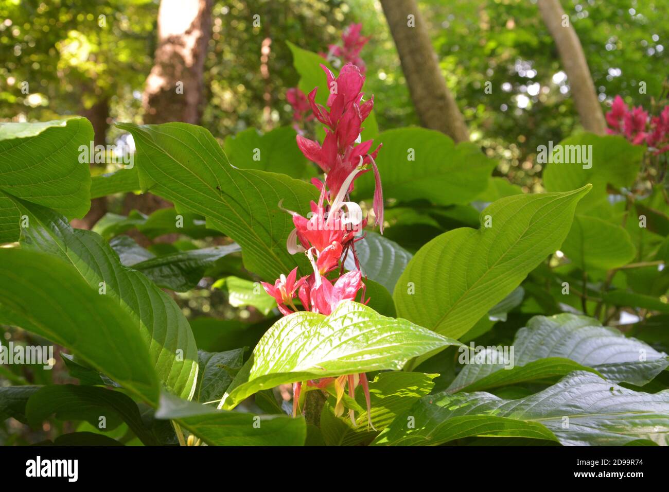 Megaskepasma eritrochlamys Lindau fiorisce all'ombra di Bush in il giardino Foto Stock