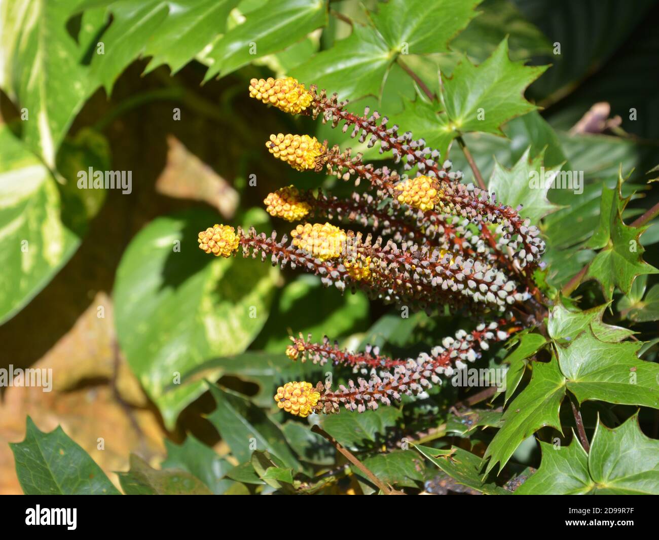 Fiore giallo e piccoli frutti di Leatherleaf Mahonia in sole giorno in giardino Foto Stock