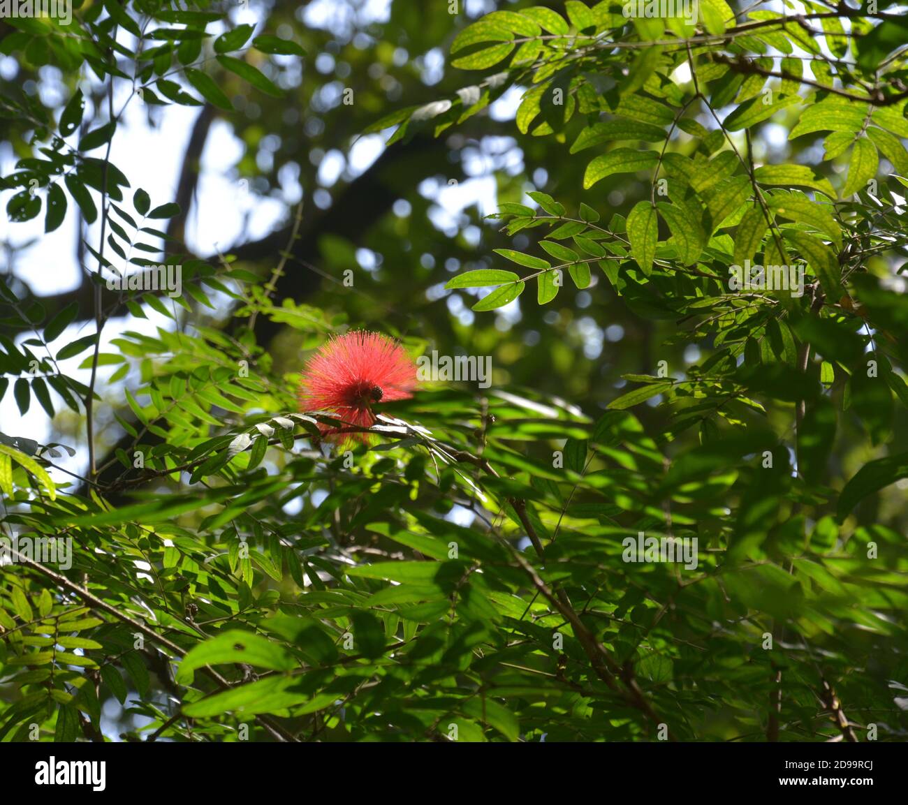 Un isolato Calliandra emarginata fiorisce nel verde cespuglio dentro pomeriggio soleggiato Foto Stock