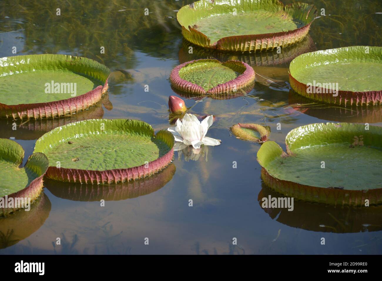 Fiore bianco di giglio Victoria fiorisce con grandi foglie rotonde galleggianti sulla piscina Foto Stock