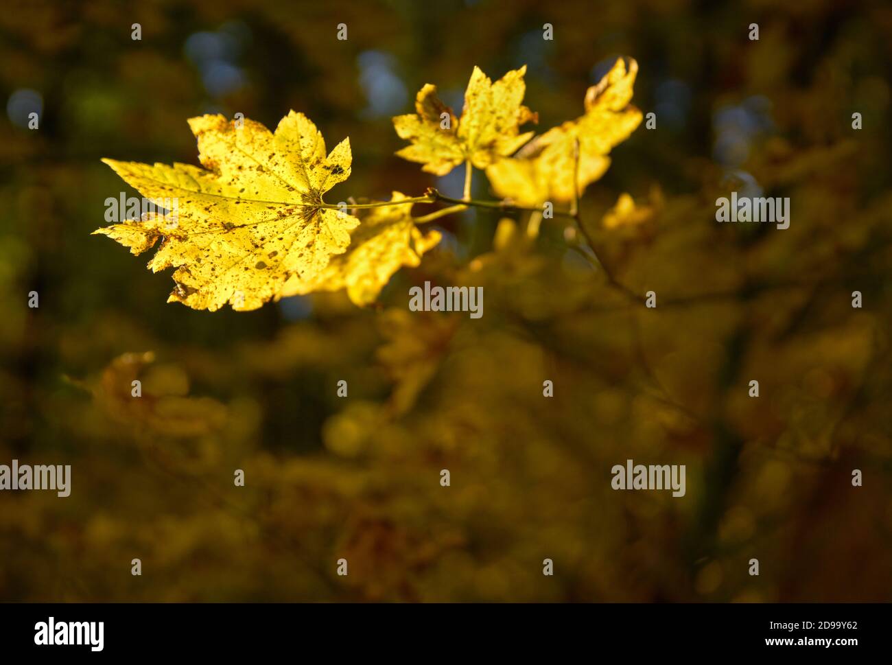 Foglie d'oro in autunno. Lascia cadere su un sentiero forestale attraverso Campbell Valley Regional Park a Langley, British Columbia. Foto Stock