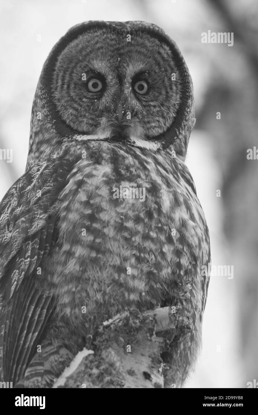 Grande grigio OWL bianco e nero Foto Stock