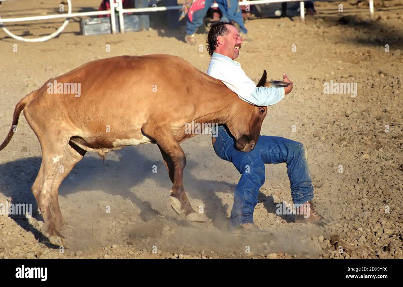 Evento di wrestling Rodeo Steer Foto Stock