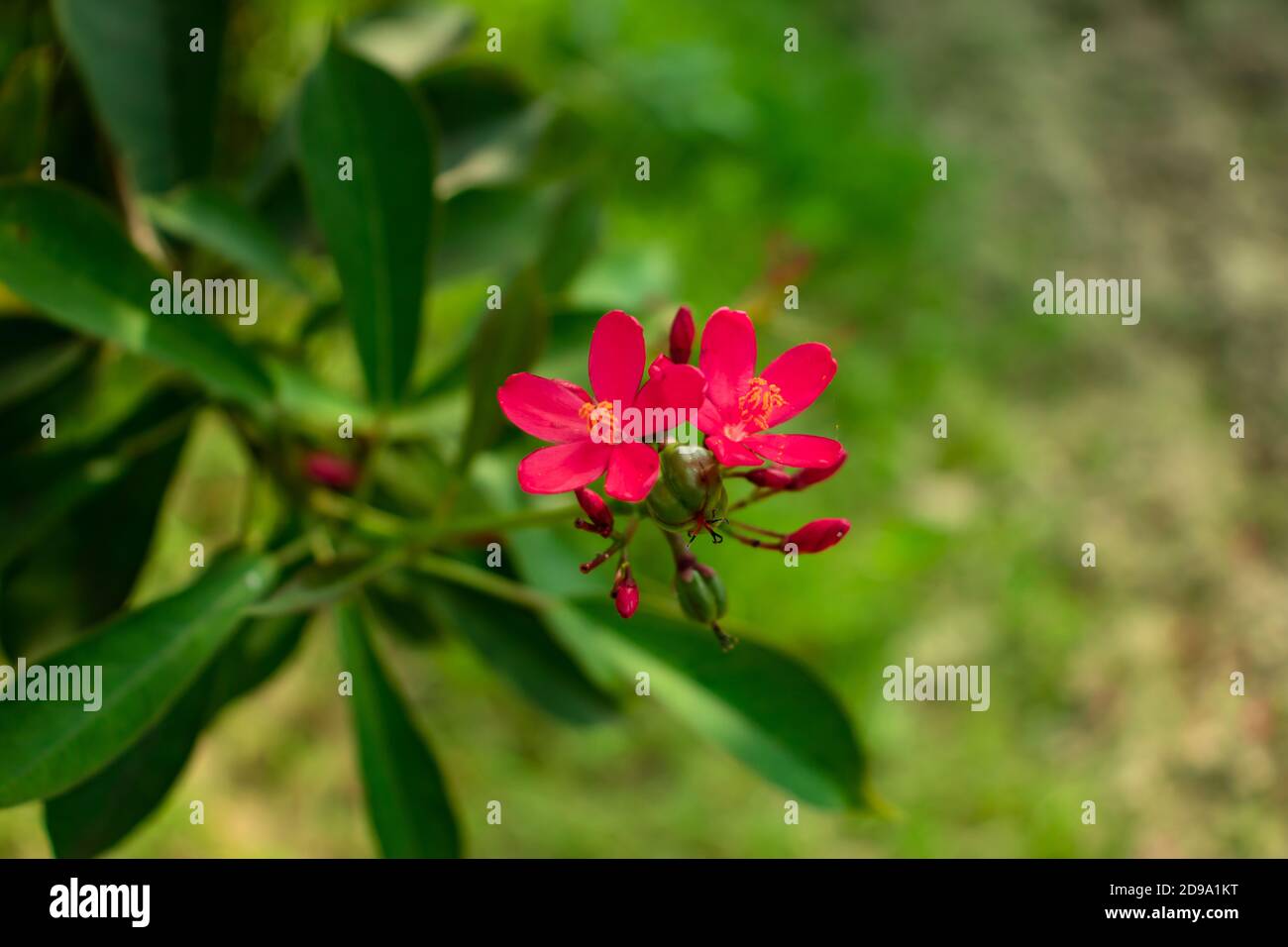 Geissorhiza verde specie fiore rosso nel giardino Foto Stock