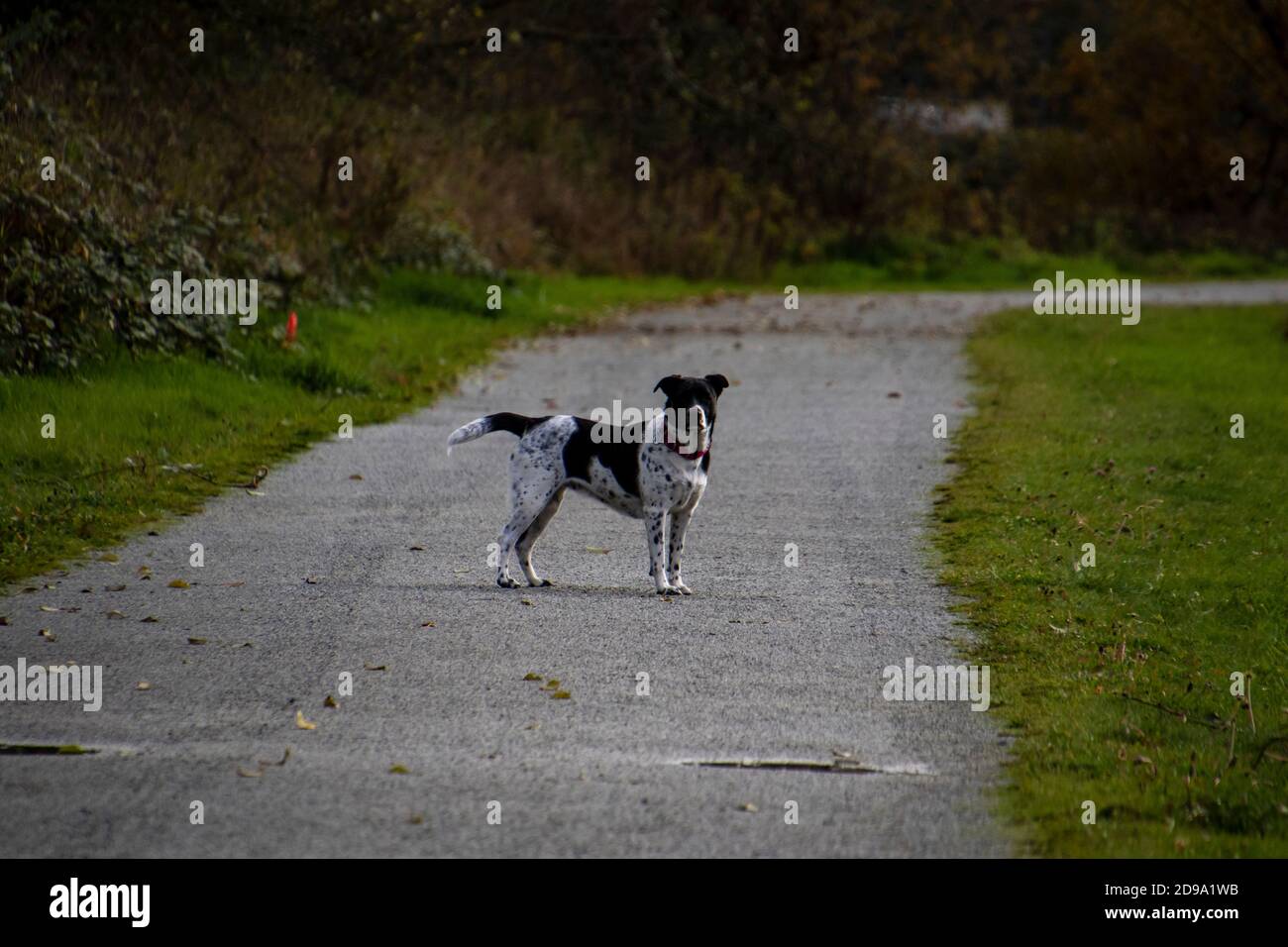 Una croce buca in piedi lateralmente sulla ghiaia sentiero con l'erba su entrambi i lati rivolta verso la telecamera Foto Stock