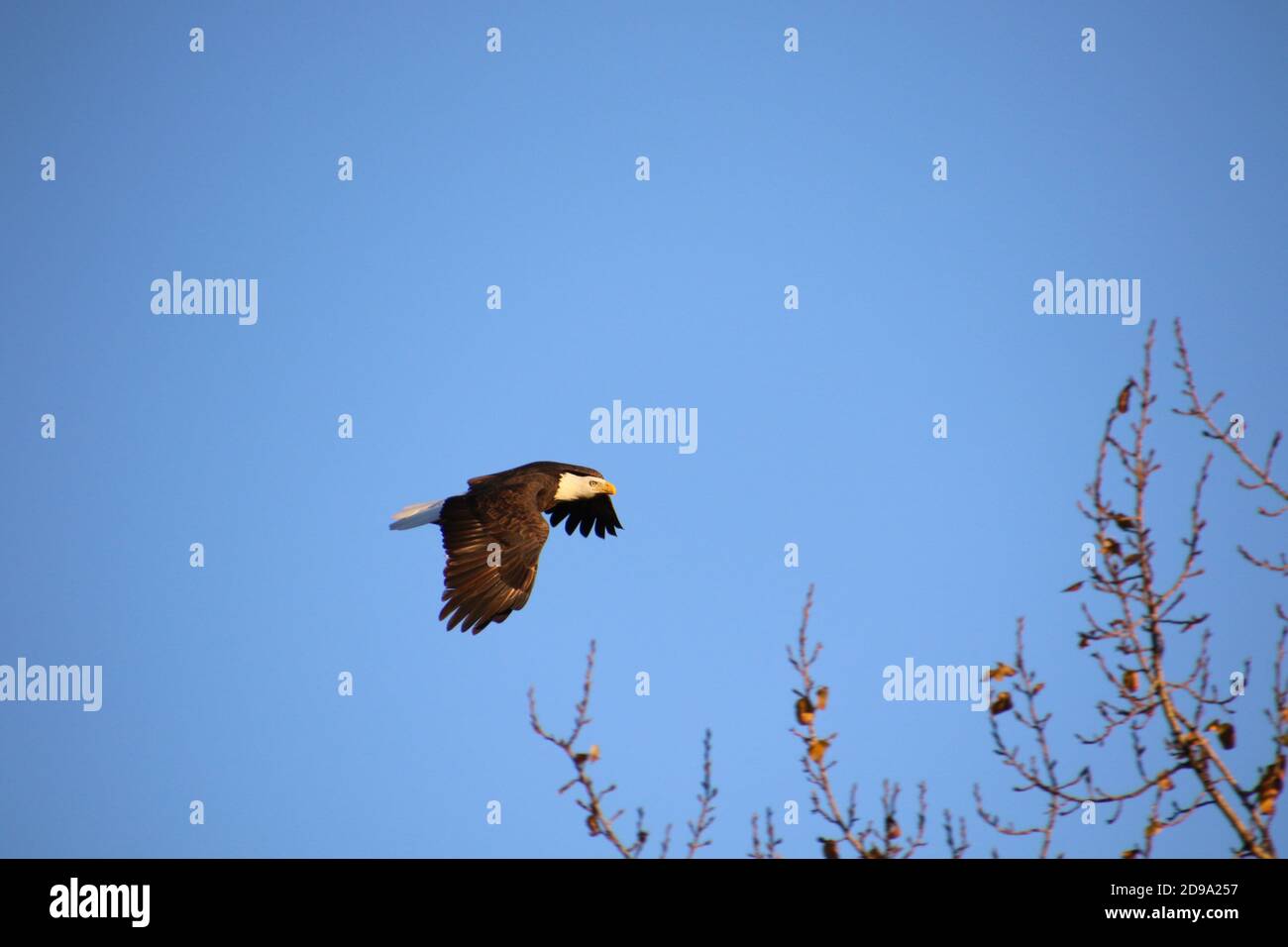 Un'aquila calva che vola a destra verso un albero rami con un cielo blu sullo sfondo Foto Stock