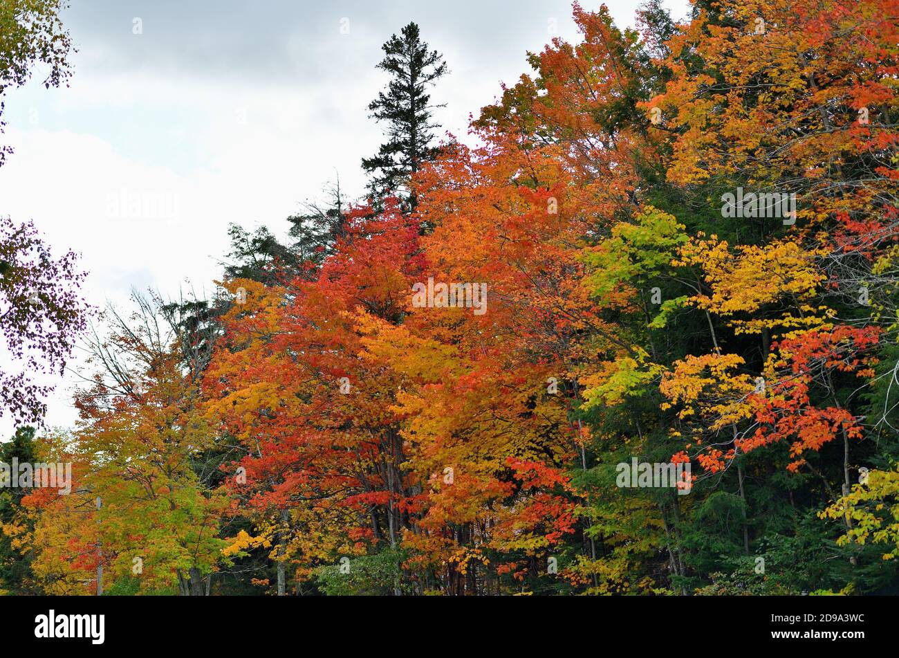 Paradise, Michigan, Stati Uniti. L'autunno scende su un tratto di alberi che confina con un'autostrada nella penisola superiore del Michigan. Foto Stock
