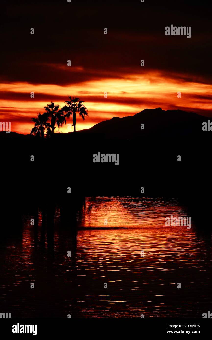 Una silhouette di palme al tramonto. Foto Stock