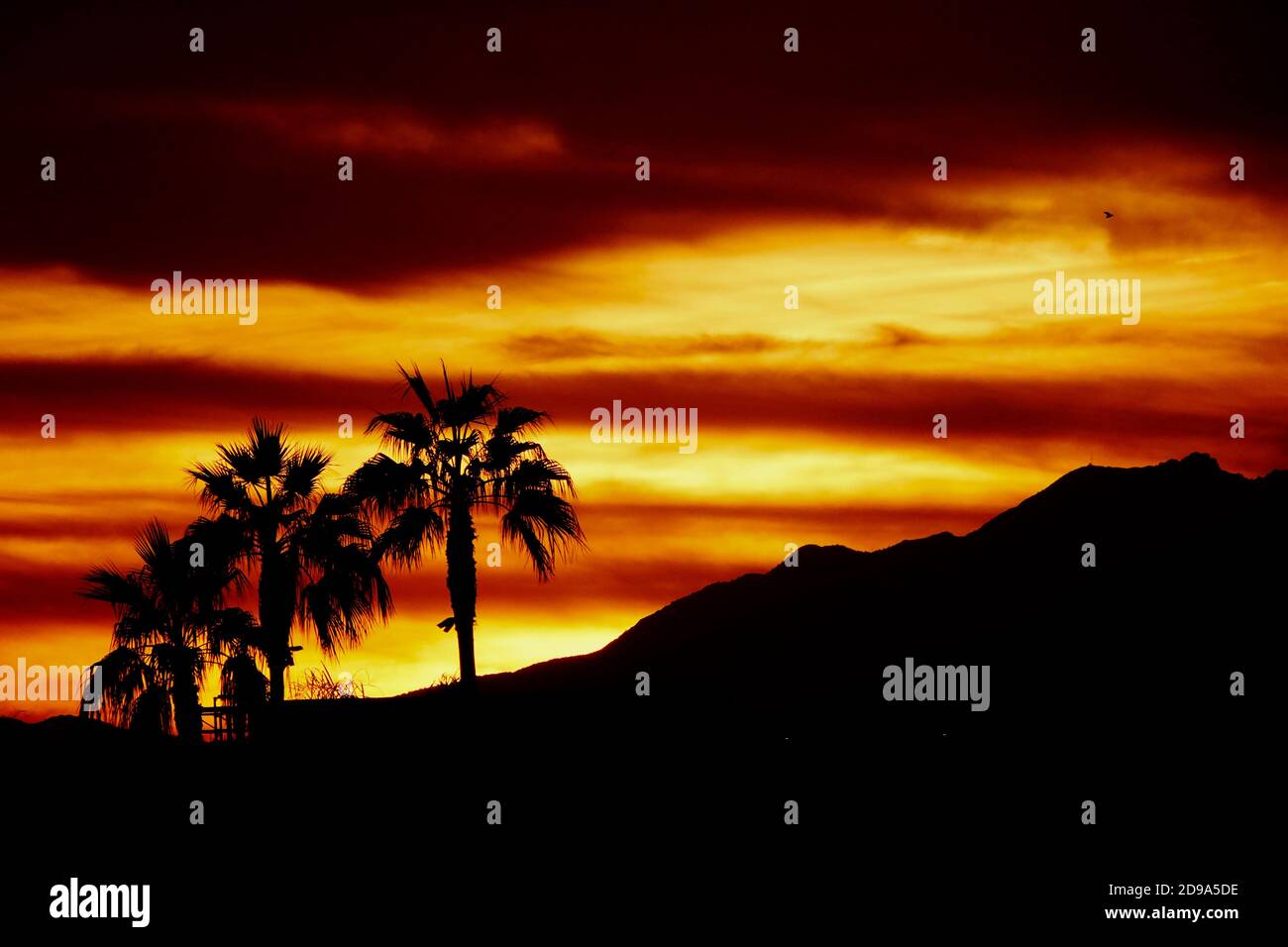 Una silhouette di palme al tramonto. Foto Stock