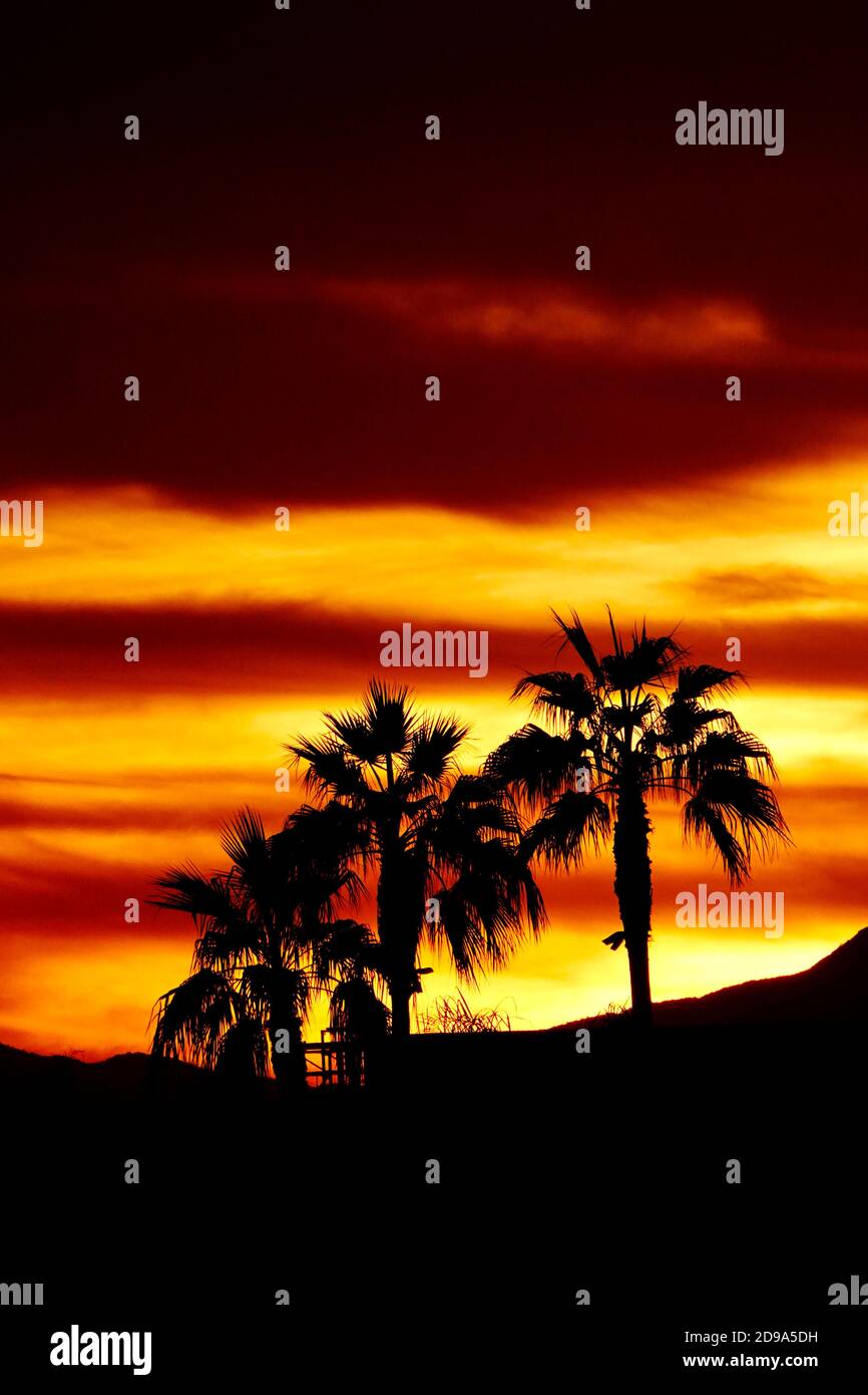 Una silhouette di palme al tramonto. Foto Stock